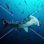 Scalloped Hammerhead Shark in Blue Water