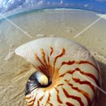 Seashell Sitting in Shallow Water